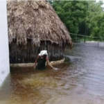 #Entérate. En Peto Yucatán el agua ha llegado hasta la cintura.