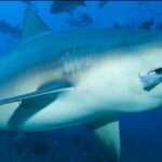 Tiburón toro: datos curiosos de la especie voraz del océano ¡es sorprendente!