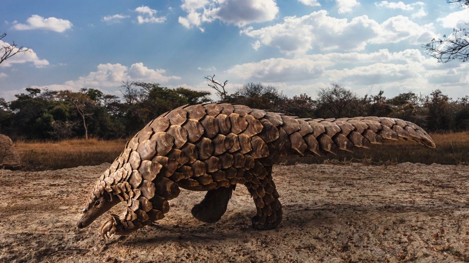 Pangolín: especie en peligro por la medicina tradicional y el mercado negro