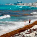 Playas de Quintana Roo están en el pico más alto del recale de sargazo