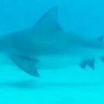 Turistas se topan frente a frente con enormes tiburones en Cancún