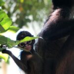 Monos araña de Quintana Roo revelan inteligencia igual a la de una computadora