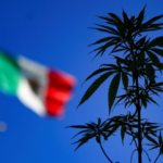 Comisión de Justicia del Senado avala la regulación de la mariguana