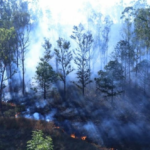 Activos, al menos ocho incendios forestales en Michoacán