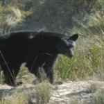 Atacan osos negros a ganado y caballos en Coahuila