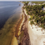 Reportan disminución drástica del sargazo en playas de Quintana Roo