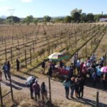 Reconocen a nivel internacional a industria vitivinícola chihuahuense por su alta calidad