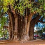 Cuál es el árbol más grande de México y en dónde se encuentra