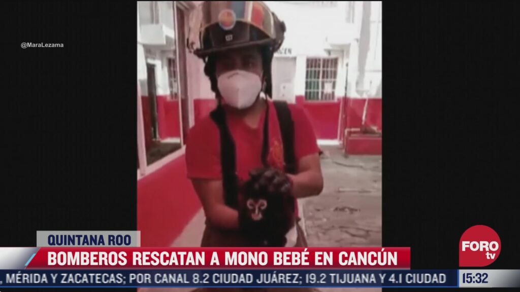 Rescatan a mono bebé extraviado en calles de Cancún, Quintana Roo