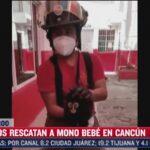 Rescatan a mono bebé extraviado en calles de Cancún, Quintana Roo