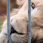 Cae organización criminal internacional dedicada al tráfico de animales en México