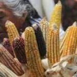 EU pide a México no frenar exportaciones de maíz para consumo humano