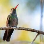 ¿México acabará con sus colibríes?