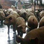 Destaca México como productores y consumidores de carne de cerdo