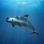 Comité internacional visita México para evaluar la situación de la vaquita marina