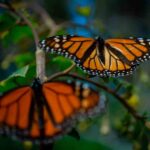 Ingresarán a México grupos de Mariposa Monarca