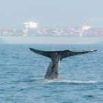 Gobernanza internacional de los océanos: contribución de la UE a fin de fijar el rumbo para un planeta azul