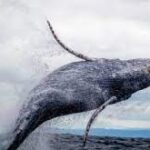 ¡Espectáculo natural! 3 especies de ballenas que puedes ver en México