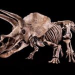 Exhibirán al Triceratops más grande descubierto hasta ahora