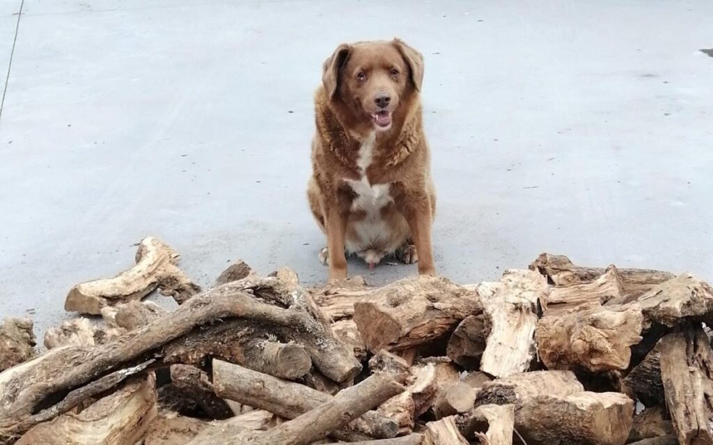 Bobbi es el perro vivo más viejo del mundo y rompe récord Guinness