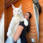 Kefir, el gato que mide metro y medio y pesa 12 kilos