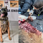 Boris, agente canino, pierde una pata en tiroteo