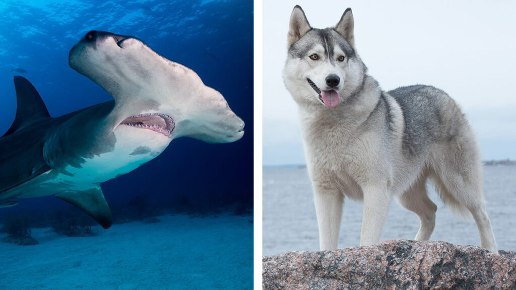 Perro enfrenta a un tiburón martillo