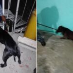 Perros pitbull atacan a su dueña y le cuesta la vida