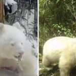 Captan al único panda totalmente blanco en el mundo en China