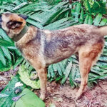 Buscan a Wilson, perro rescatista, en la selva 70 militares