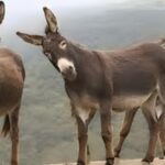 Hay máxima alerta de burros porque están en peligro de extinción