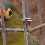 Los loros protagonizan el tráfico de aves en México; ¡hasta los tiñen de amarillo!