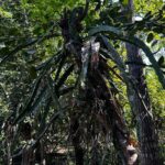 Crearán primera escuela de agroecología en Quintana Roo