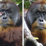 Orangután se autocuró herida con planta tropical usada en Asia