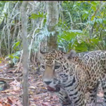 Detectan a dos jaguares en la Reserva Ecológica de Dzilam de Bravo, Yucatán