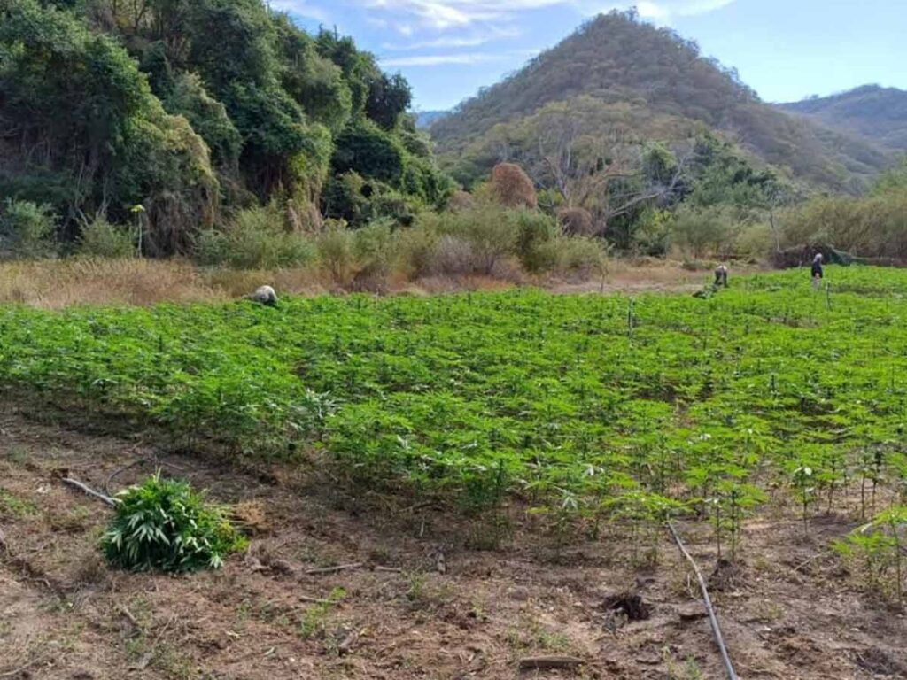 Semar destruye 30 toneladas de marihuana en Durango