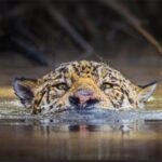 México sólo protege 26.9% de paisajes prioritarios del jaguar: WWF