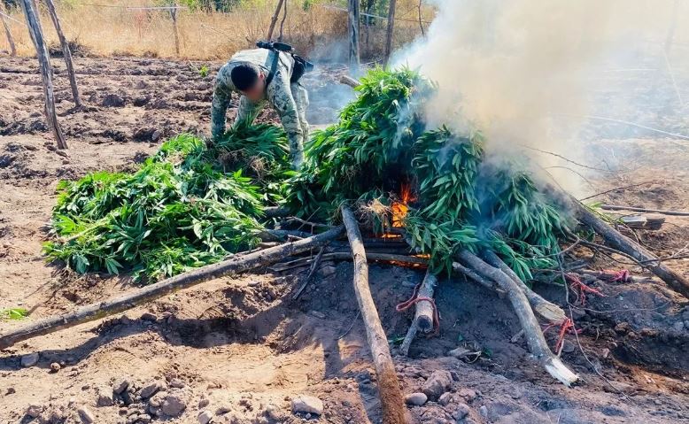 La Marina destruye más de 350 kilos de marihuana en La Cañita, Sinaloa