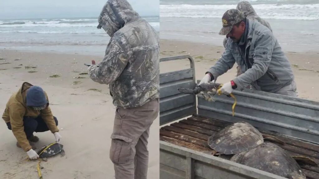 Rescatan a 40 tortugas verdes con hipotermia en las costas de Tamaulipas