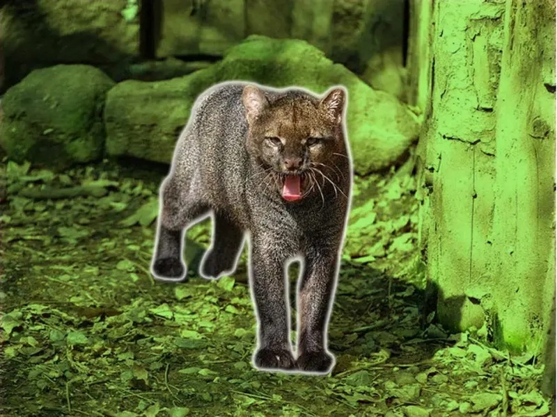 Matan a especie en peligro de extinción en Chiapas; creyeron que era un ‘nahual’