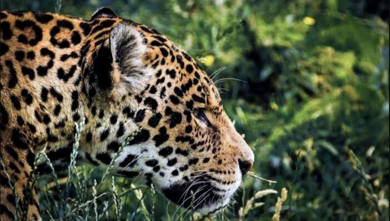 Tecnología y naturaleza se unen para proteger a los jaguares en Yucatán
