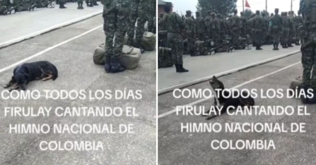 Perrito criollo se hace viral por “cantar” el Himno Nacional junto a militares en formación: “Más afinado que los soldados”
