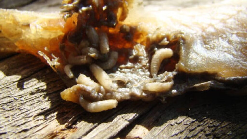 Primer caso humano del “gusano barrenador” en EE.UU.