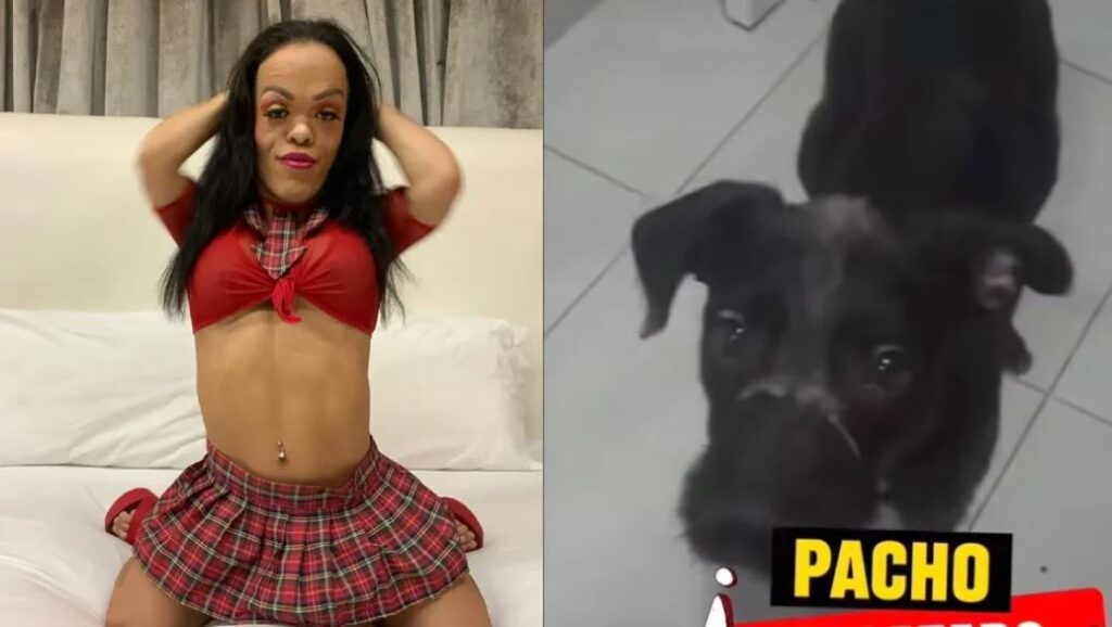 Influencer gōlpēa a perrito con escoba durante transmisión en vivo