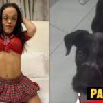 Influencer gōlpēa a perrito con escoba durante transmisión en vivo