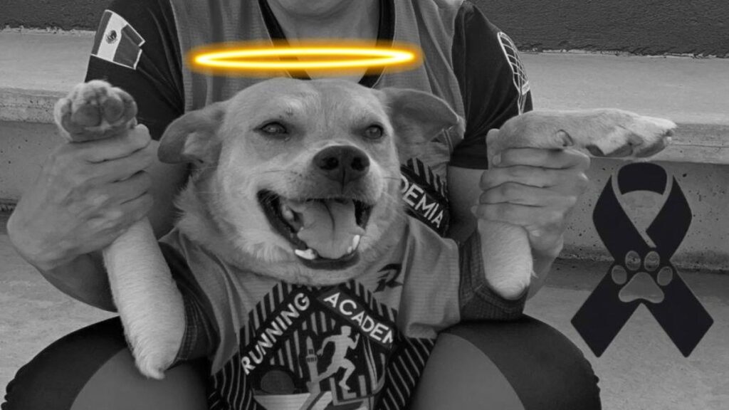 Fallece “Chicles”, el perrito maratonista de Tijuana, por envenenamiento