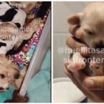 Adoptan a Cereza y a su cachorro Cerecito, perros sobrevivientes de la explosión de pipa de gas en Iztapalapa