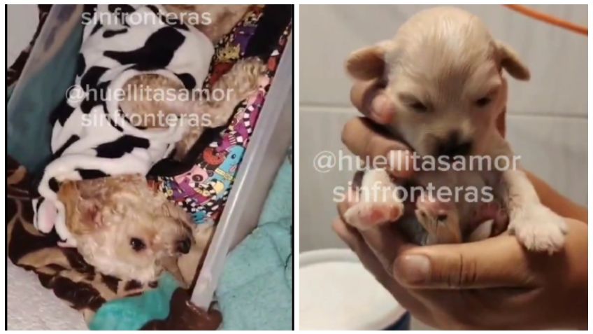 Adoptan a Cereza y a su cachorro Cerecito, perros sobrevivientes de la explosión de pipa de gas en Iztapalapa