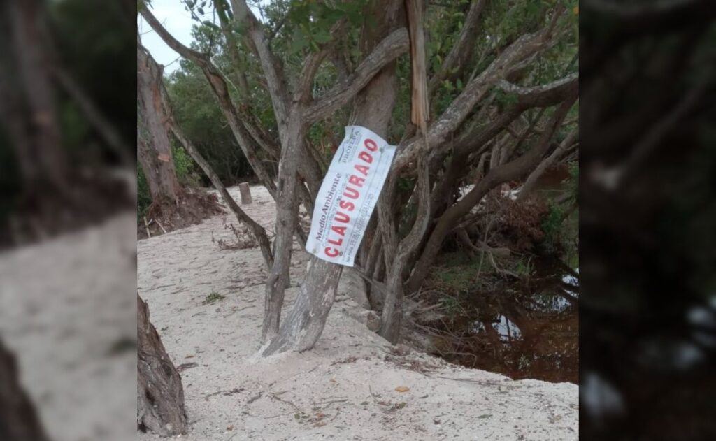 Clausuran zona en Sisal, Yucatán, por destrucción de manglares