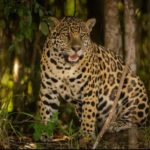 El jaguar tamaulipeco: el sigiloso guardián que ronda las sierras del estado